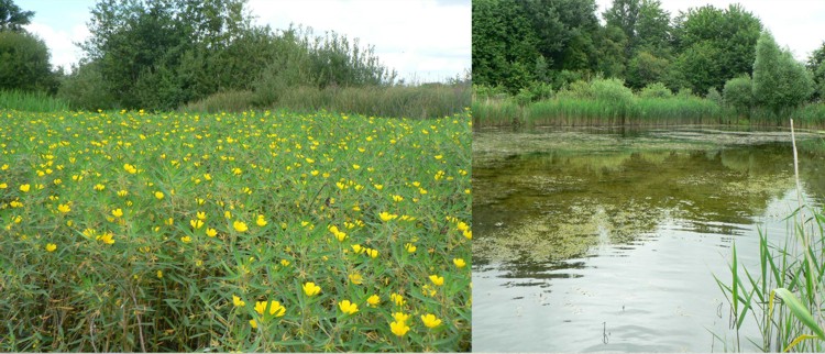 Le guide de gestion des plantes invasives amphibies (Gembloux Agro-Bio Tech – ULg) est à votre disposition !