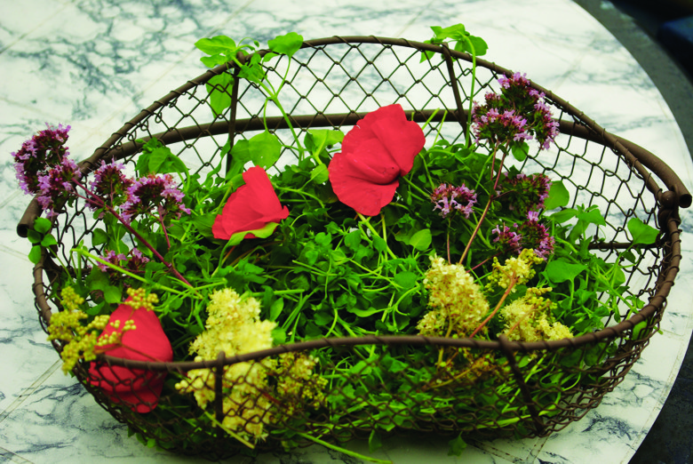02/04 ► 10/05 – Expo PNVH : Plantes sauvages comestibles