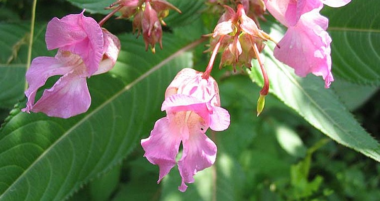 Le guide de gestion des invasives est à votre disposition !