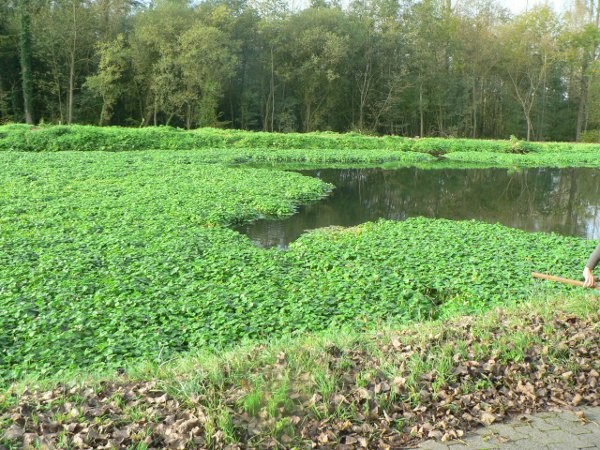 Les plantes aquatiques invasives en Wallonie