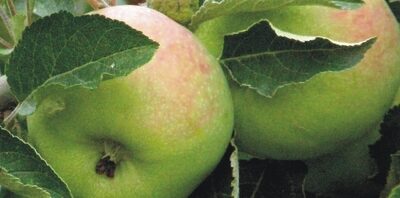 Nouvelles versions des guides de plantation du PCDN « Vergers »