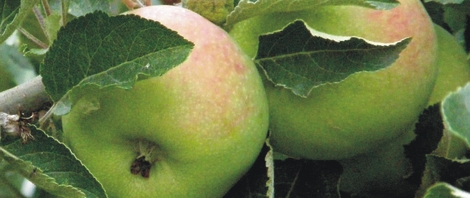 Nouvelles versions des guides de plantation du PCDN « Vergers »
