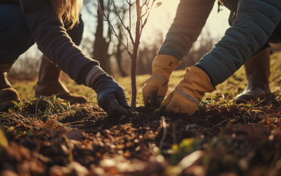 Semaine de l’arbre – 7 raisons de planter des arbres indigènes