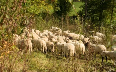 Formation « Connaissance de la fibre laine »