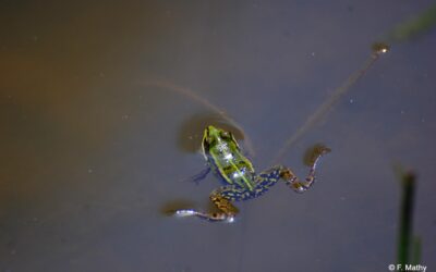 Sauvetage des batraciens