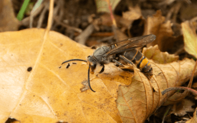 Conférence – Initiatives contre le frelon asiatique